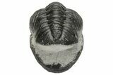 Wide, Curled Austerops Trilobite - Morocco #224213-2